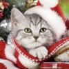 Christmas Kitten Paint By Numbers