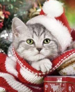 Christmas Kitten Paint By Numbers