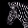 Classic Zebra Paint By Numbers