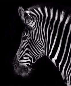 Classic Zebra Paint By Numbers