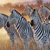 Clique of Zebra Paint By Numbers
