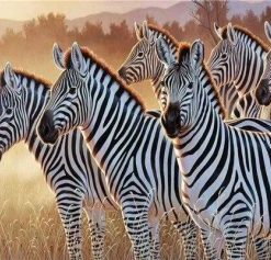 Clique of Zebra Paint By Numbers