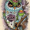 Colorful Owl Bird Paint By Numbers