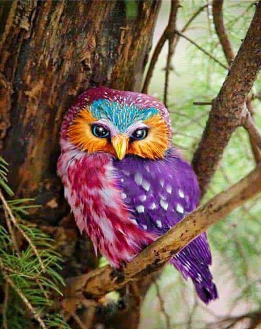 Colorful Owl Paint By Numbers