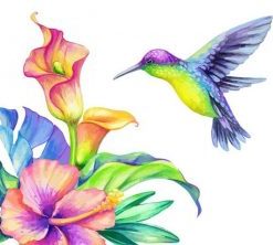 Colourful Hummingbird Paint By Numbers