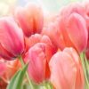 Coral Pink Tulips Paint By Numbers