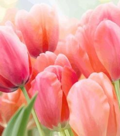 Coral Pink Tulips Paint By Numbers