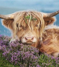 Cow In The Heather Paint By Numbers