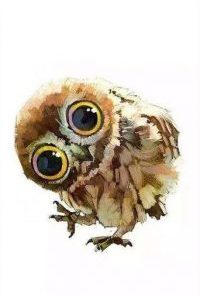 Cute Owl Paint By Numbers
