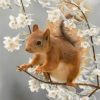 Cute Squirrel Paint By Numbers