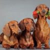 Dachshund Dogs Paint By Numbers