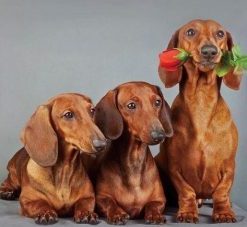 Dachshund Dogs Paint By Numbers