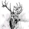 Deer in Black and White Paint By Numbers