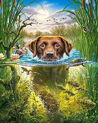 Dog Swim Paint By Numbers