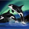Dolphins in Northern Lights Paint By Numbers