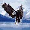 Eagle Wings Paint By Numbers