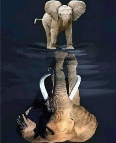 Elephant Reflection Paint By Numbers