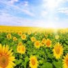 Field of Sunflowers Paint By Numbers