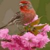Finch Bird Paint By Numbers