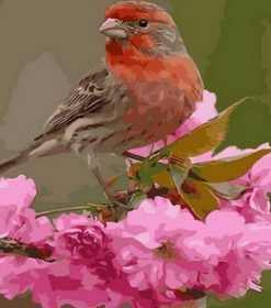 Finch Bird Paint By Numbers