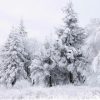 Fir Trees in Snow Paint By Numbers