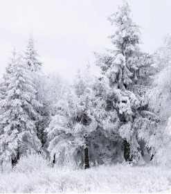 Fir Trees in Snow Paint By Numbers