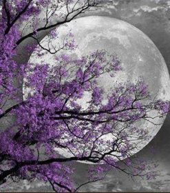 Flower Tree Moon Paint By Numbers