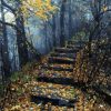 Forrest Stairs Path Paint By Numbers