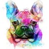 French Bulldog Paint By Numbers