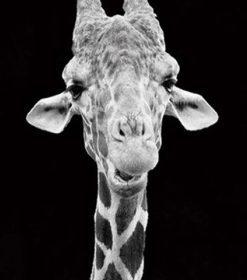 Giraffe Black And White Paint By Numbers