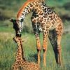 Giraffe and Her Baby Paint By Numbers