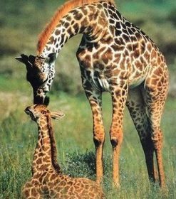 Giraffe and Her Baby Paint By Numbers