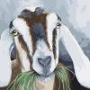 Goat Eat Grass Paint By Numbers
