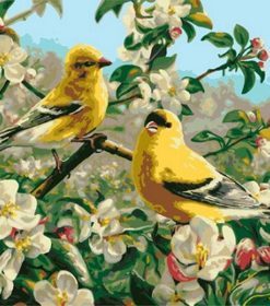 Goldfinch Birds Paint By Numbers