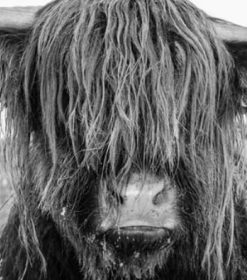 Highland Cow Face Paint Ny Numbers