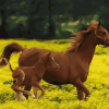 Horse Animal Paint By Numbers