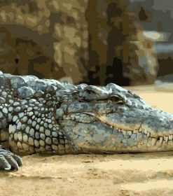Lazy Alligator Paint By Numbers