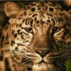 Leopard Animal Paint By Numbers