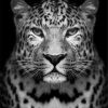 Leopard Black And White Paint By Numbers