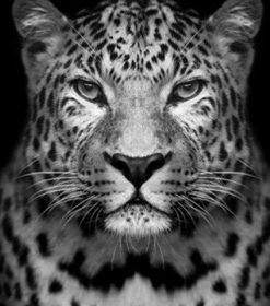 Leopard Black And White Paint By Numbers