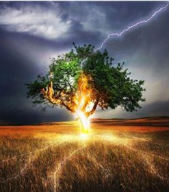Lightning Tree Paint By Numbers
