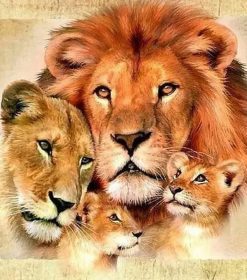 Lion Family Animals Paint By Numbers
