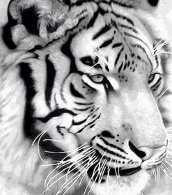 Majestic Tiger Paint By Numbers