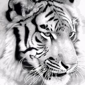 Majestic Tiger Paint By Numbers