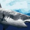 Marine Great Shark Paint By Numbers