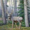 Misty Woods Deer Paint By Numbers