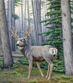 Misty Woods Deer Paint By Numbers