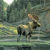 Moose By a River Paint By Numbers