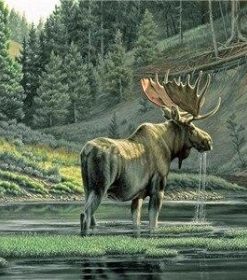 Moose By a River Paint By Numbers