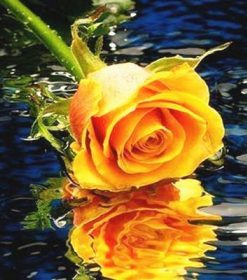 Orange Rose on Water Paint By Numbers